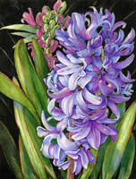 Portrait of a Hyacinth by Victoria Dickson